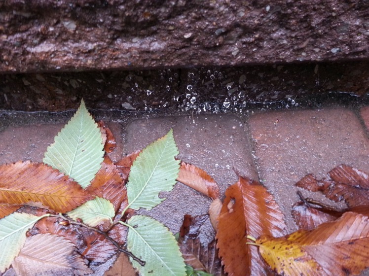 autumn-web-in-rain