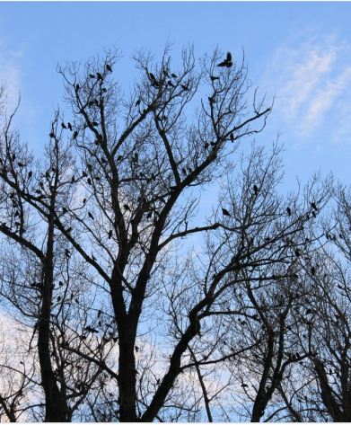 crows in bare tree